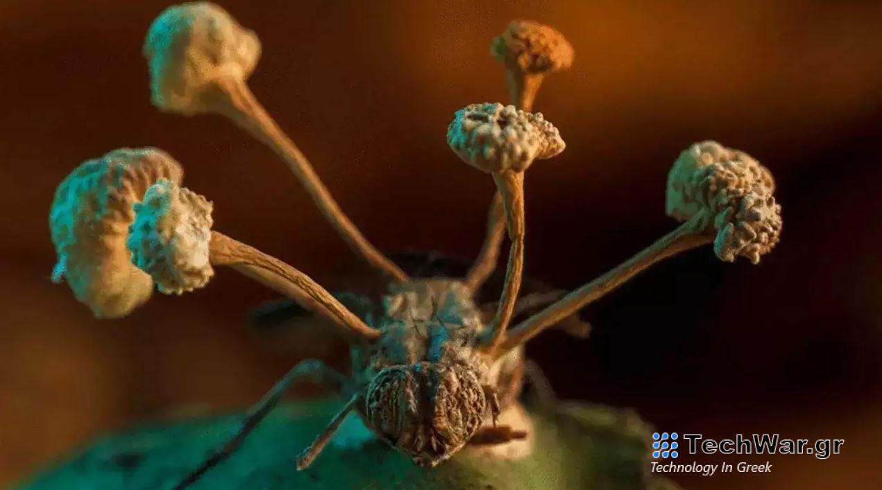 Είναι μύκητας ηλικίας 407 εκατομμυρίων ετών / FOXreport.gr