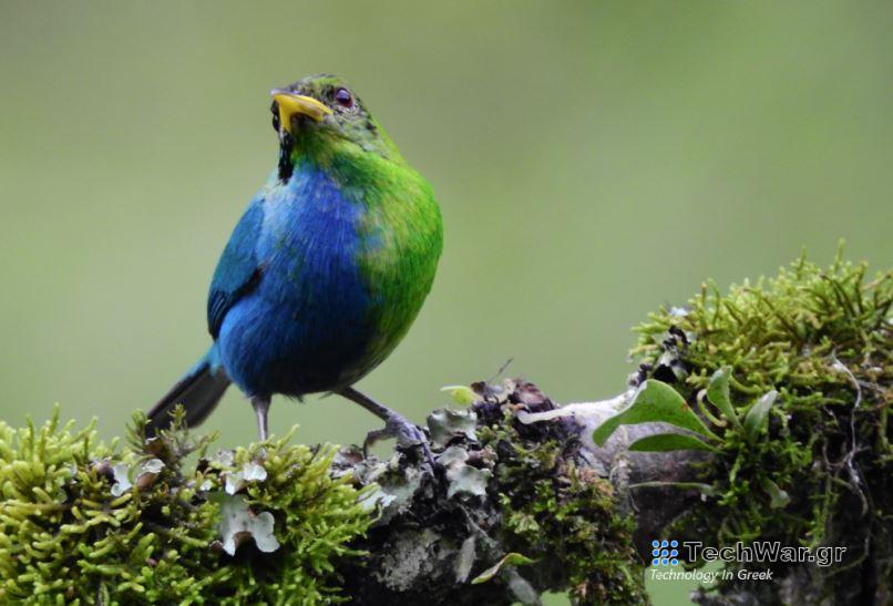 Εξαιρετικά σπάνιο πτηνό είναι μισό αρσενικό, μισό θηλυκό