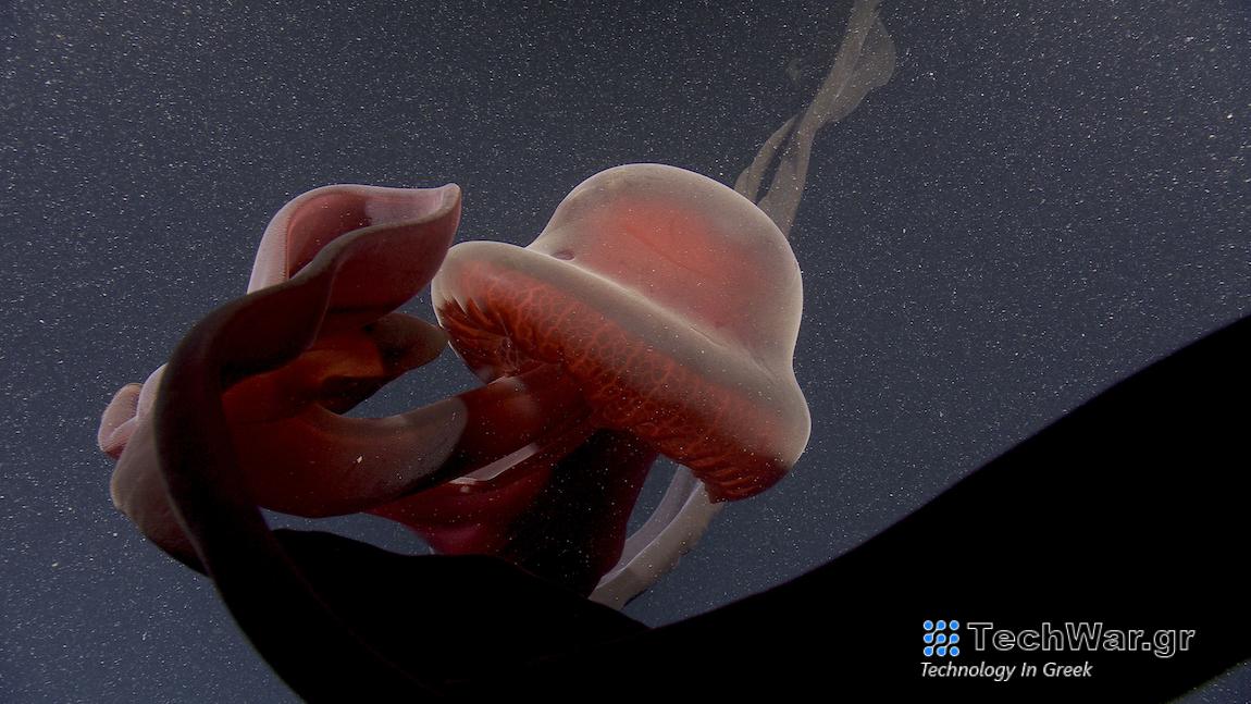 γιγαντιαία μέδουσα φάντασμα - Stygiomedusa gigantea