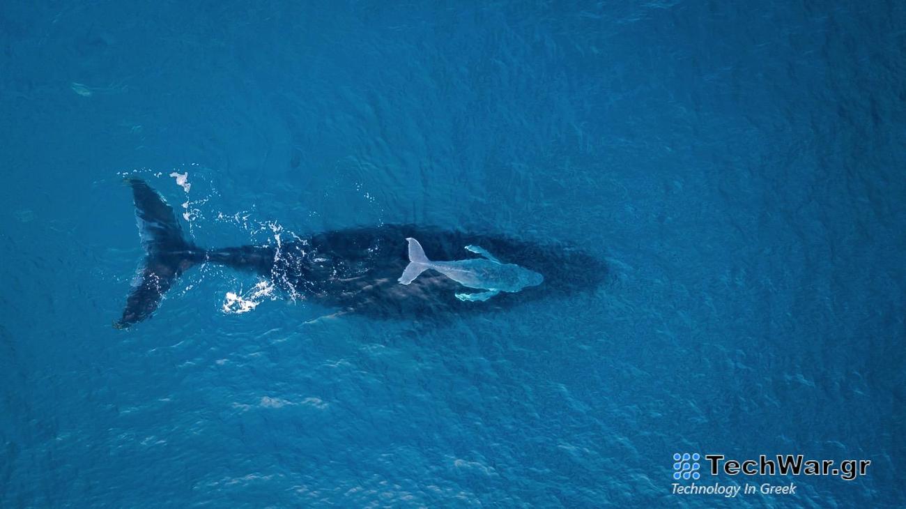 Η επικοινωνία με τη φάλαινα θα μπορούσε να μας βοηθήσει να μιλήσουμε με εξωγήινους
