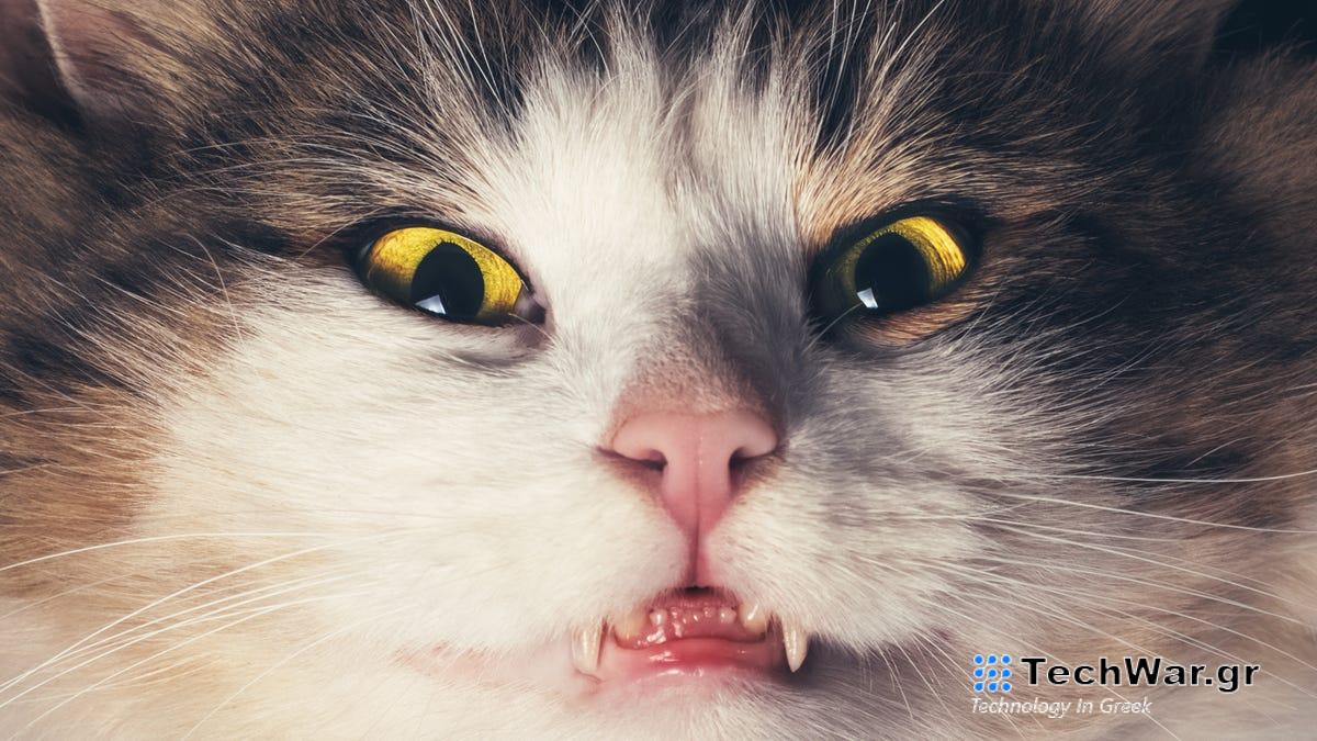 Μεγαλώνοντας με γάτες που συνδέονται με υψηλότερο κίνδυνο σχιζοφρένειας