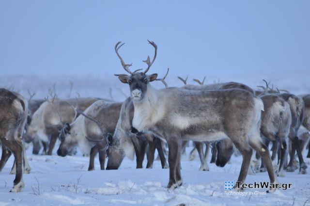 Οι τάρανδοι μπορούν να κάνουν multitasking