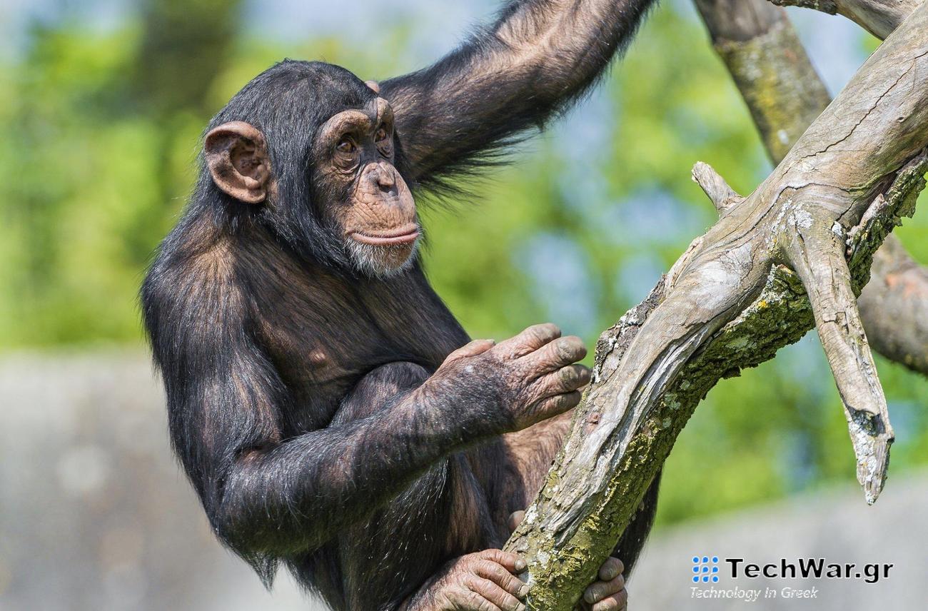 Οι χιμπατζήδες και οι μπονόμπο αναγνωρίζουν τους χαμένους φίλους και συγγενείς τους ακόμη και δεκαετίες μετά!
