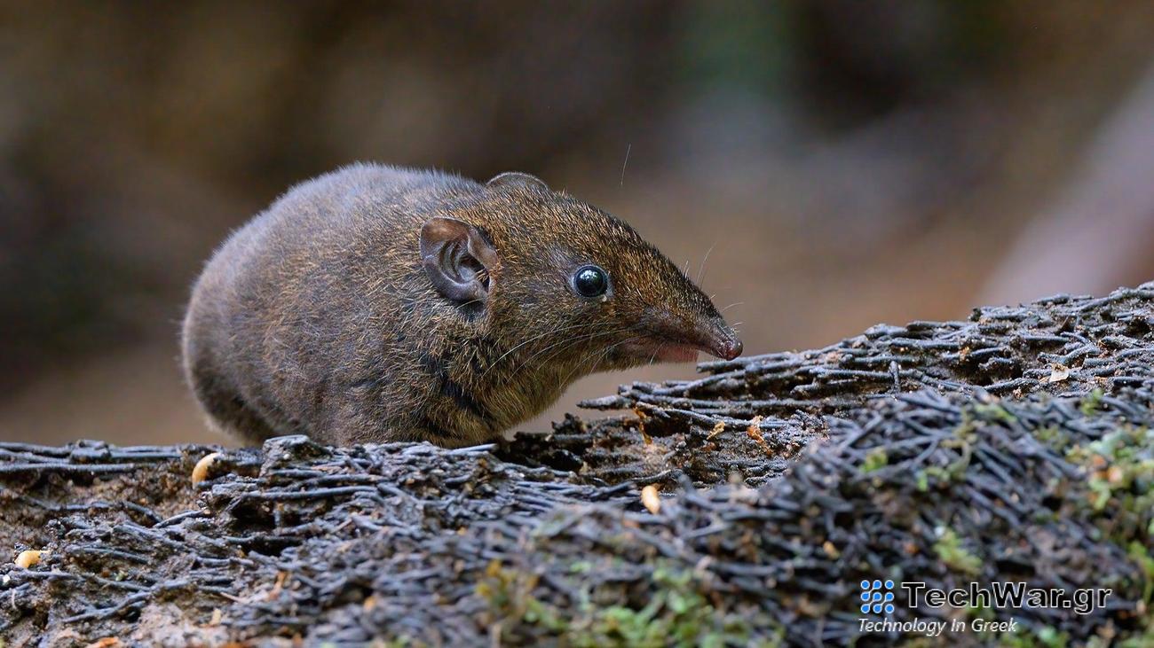 Hylomys dorsalis seen in the wild on Fraser’s Hill, Pahang, Malaysia.