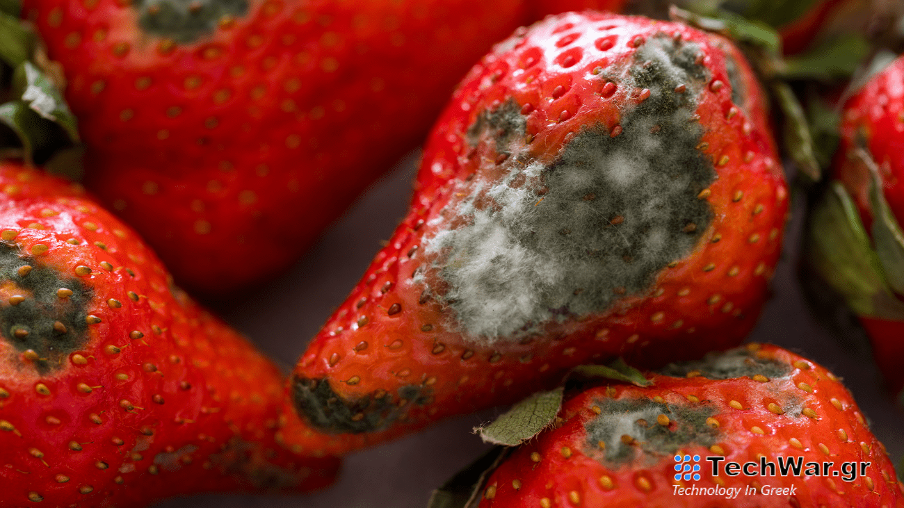 Gray and fuzzy mold growing on red strawberries.