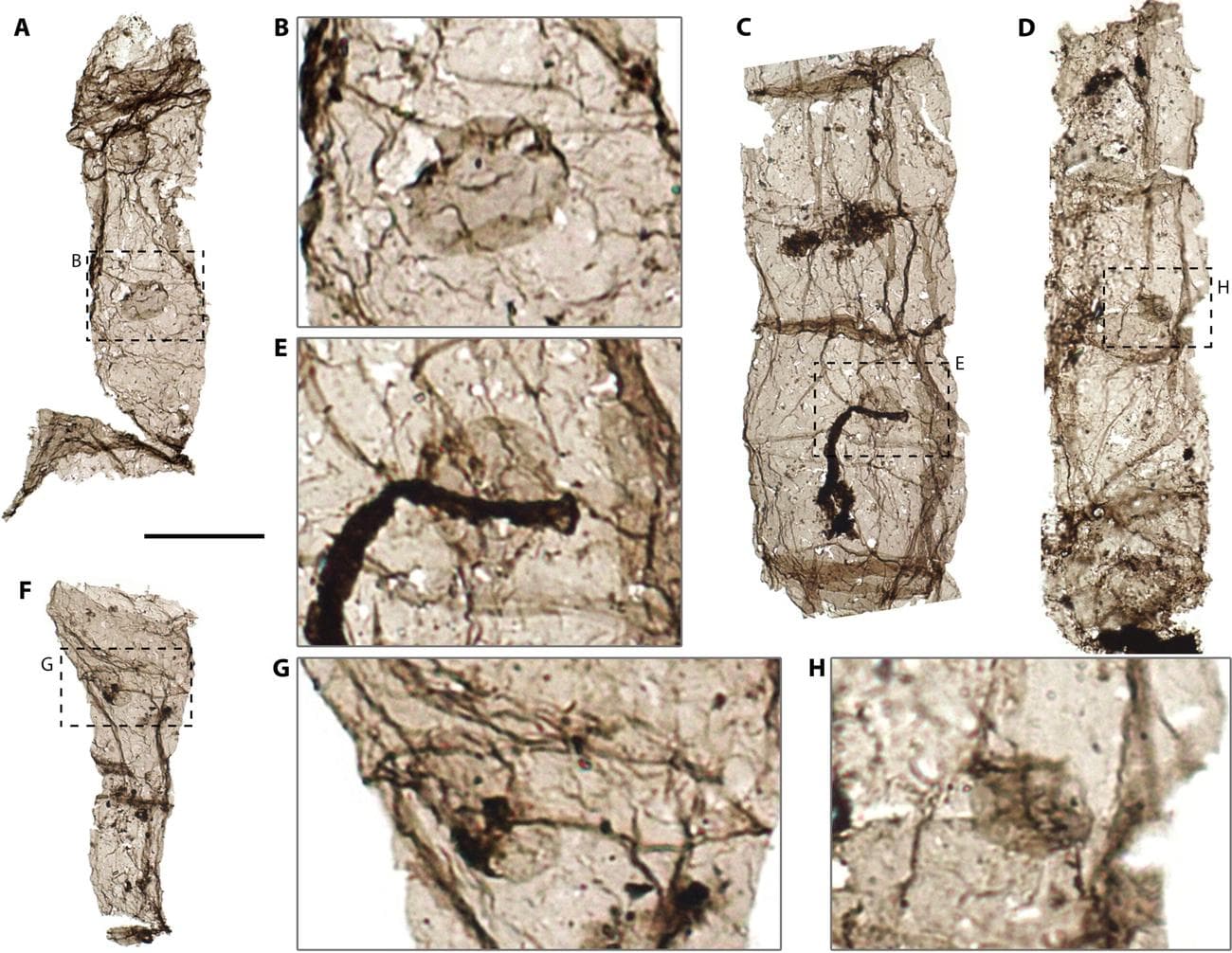 Μυστήριο με απολιθώματα ηλικίας 1,6 δισ. ετών 2 Μυστήριο με απολιθώματα ηλικίας 1,6 δισ. ετών - apolithomata2 scaled - TechWar.GR