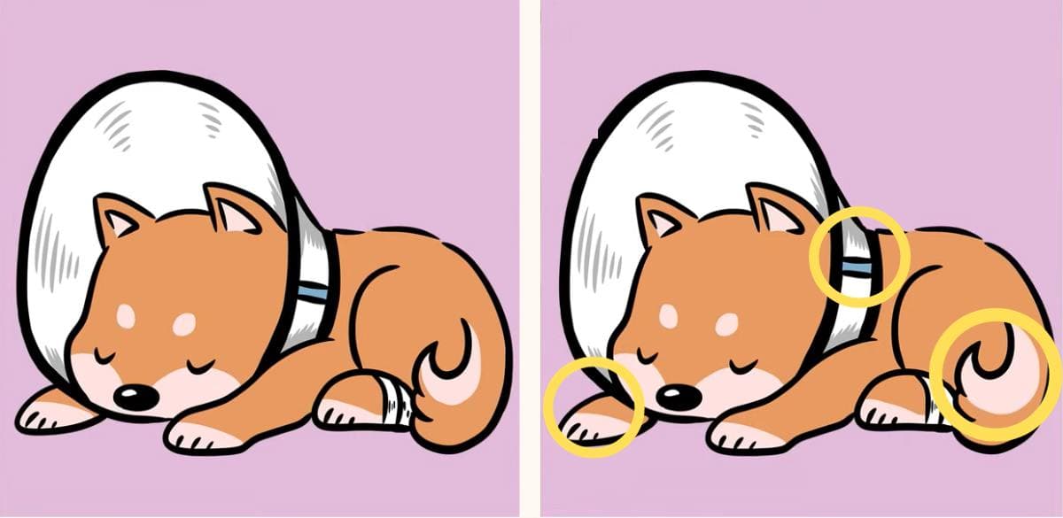 Τεστ παρατηρητικότητας διαφορές σκύλος λύση