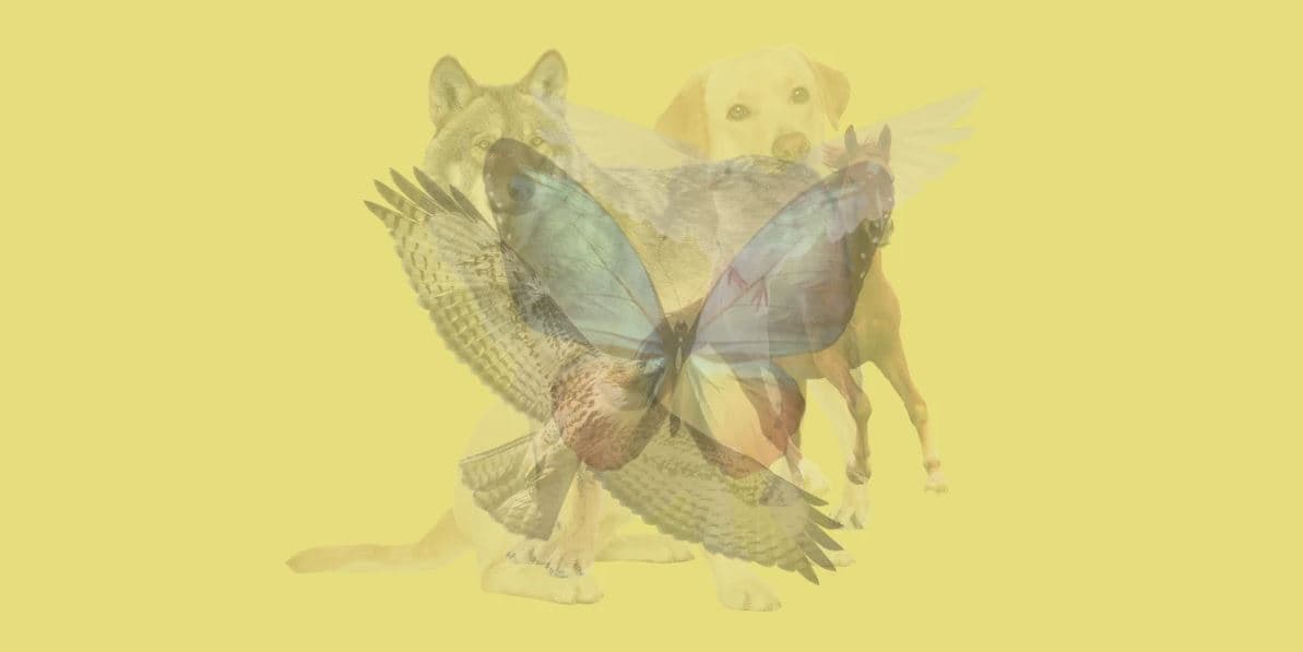 Αυτό που βλέπετε πρώτα αποκαλύπτει τι εκτιμάτε περισσότερο στη ζωή / FOXreport.gr