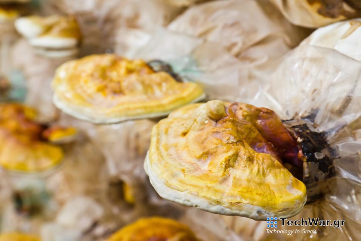 Ένας γύρος 58 εκατομμυρίων δολαρίων για αυτήν την ευρωπαϊκή startup Mycelium δείχνει ότι η τεχνολογία βρίσκεται στο κατώφλι των μεγάλων πραγμάτων