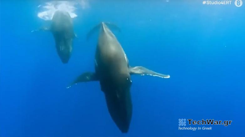 Αλάσκα: Ερευνητές «συνομίλησαν» με 38χρονη φάλαινα