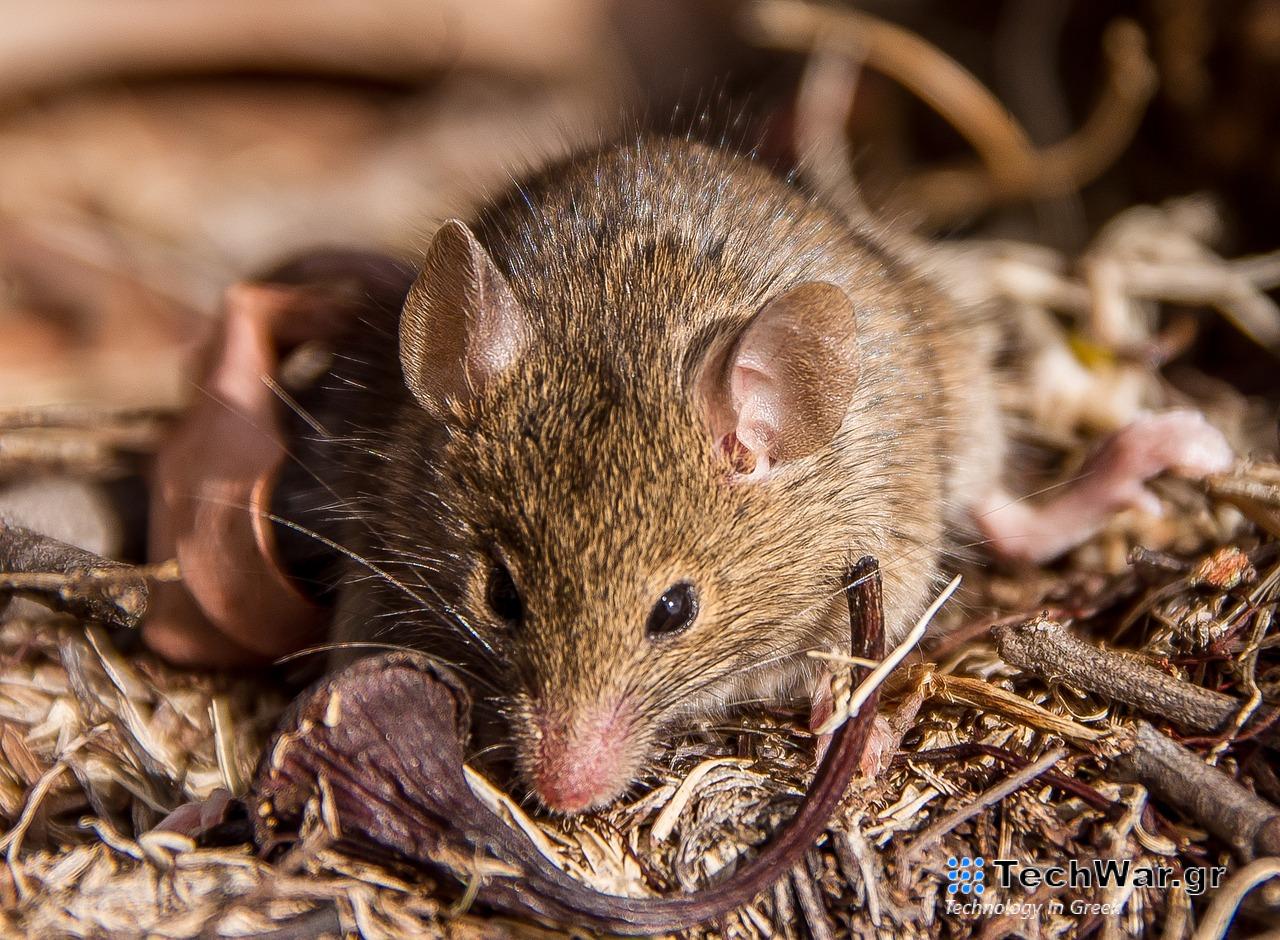 Αντέχινος: Ποντίκι πεθαίνει στο σεξ - Δεν κοιμάται για να αναπαραχθεί