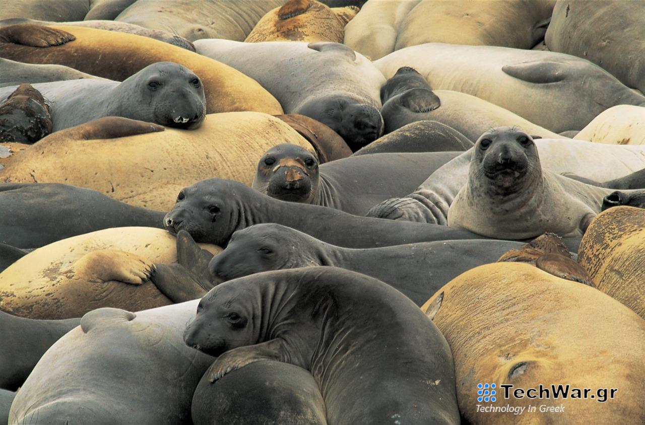 Αργεντινή: Η γρίπη των πτηνών εξόντωσε μια ολόκληρη γενιά θαλάσσιων ελεφάντων