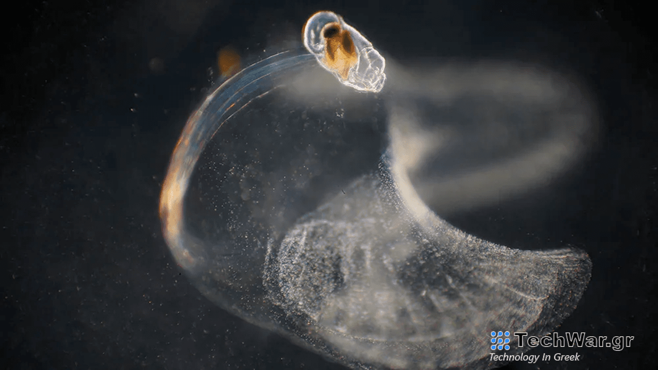 Microscopic view of Oikopleura dioica