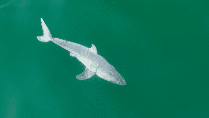 A great white pup swimming in the Pacific Ocean. In July 2023, wildlife filmmaker Carlos Gauna and University of California, Riverside biology doctoral student Phillip Sternes took footage of what could be the first newborn great white shark ever recorded.