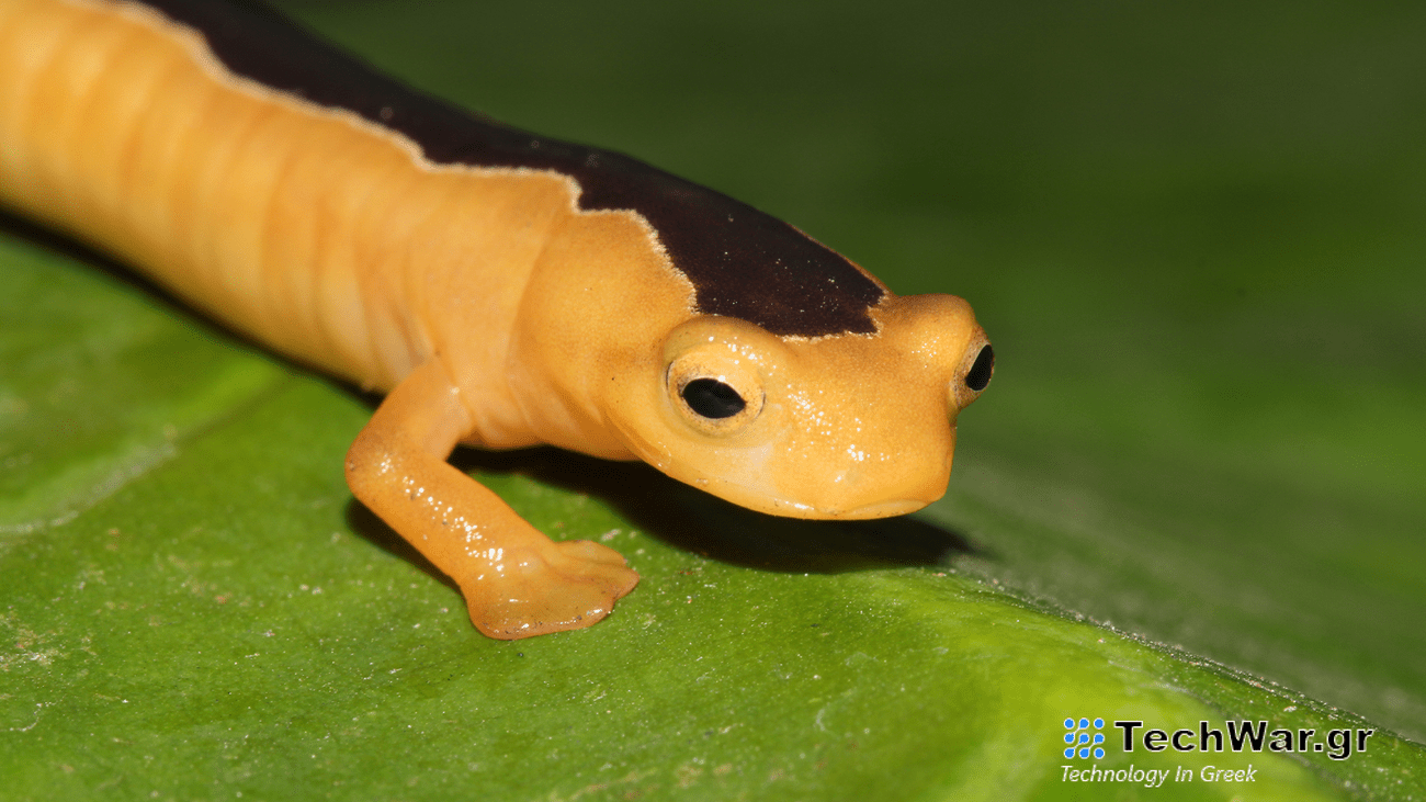 A yellow salamander with a brown stripe on its back sits on a green leaf.