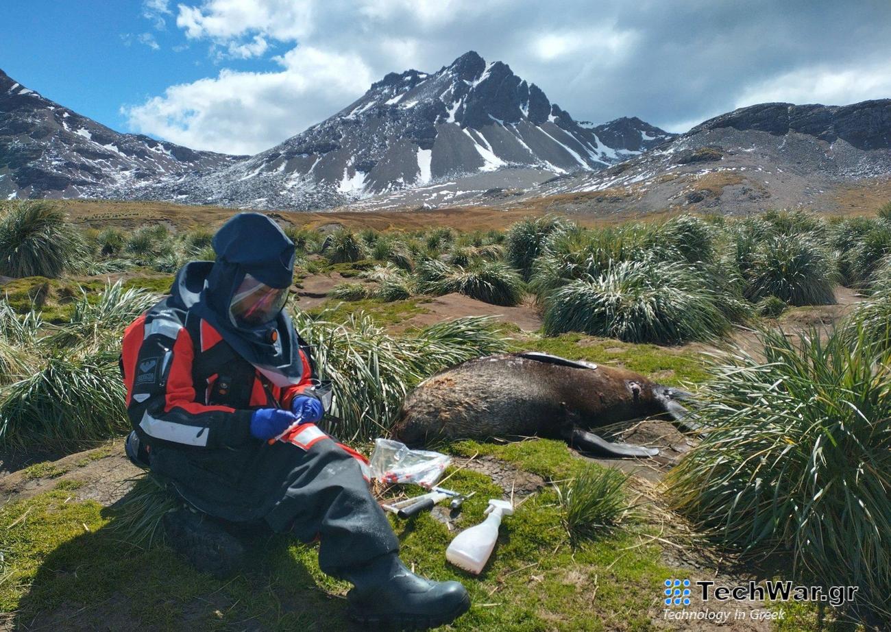 Γρίπη των πτηνών ανιχνεύθηκε για πρώτη φορά σε θηλαστικά της Ανταρκτικής
