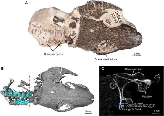Μυστήριο με το απολιθωμένο δέρμα εκατ. ετών που ανήκει σε άγνωστο πλάσμα