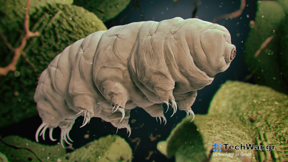 Οι Σχεδόν Αήττητοι Tardigrades έχουν ένα μυστικό χημικό όπλο