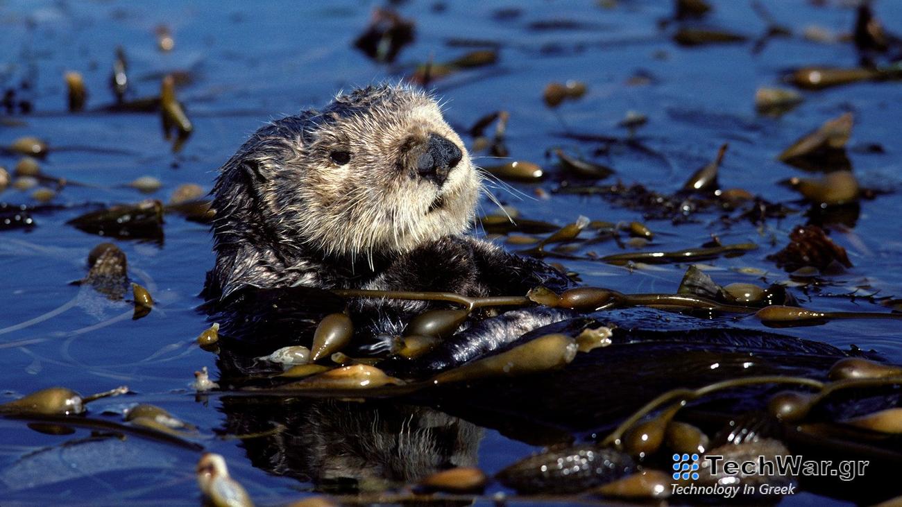A sea otter resting in a kelp bed in Monterey Bay, California.