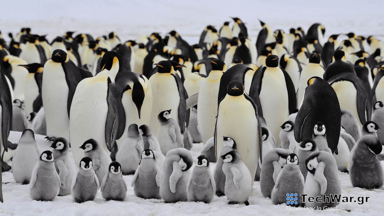 A colony of Emperor penguins in Antarctica. The larger black, white, and yellow adult penguins are standing behind the small and fuzzy black, white, and grey chicks.
