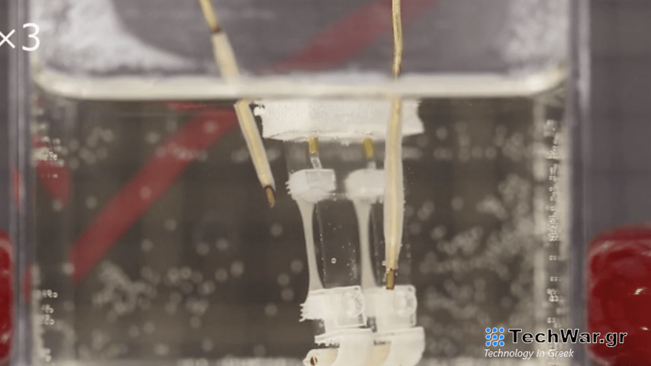 Biohybrid robot legs in underwater container