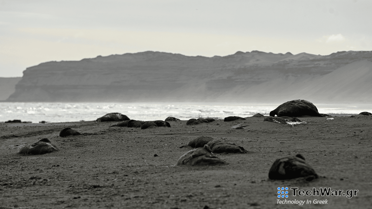 Dead elephant seal pups in the front line with an adult male carcass contrasting in size, and another adult individual in the background. The beach in Argentina is empty of living seals that should be thriving in the area at this time of the year.