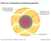 Lipoprotein particles are made up of a core containing fat in the form of triglycerides and cholesterol in the form of cholesteryl esters, surrounded by phospholipids, free cholesterol molecules and apolipoprotein. Credit: Knowable Magazine