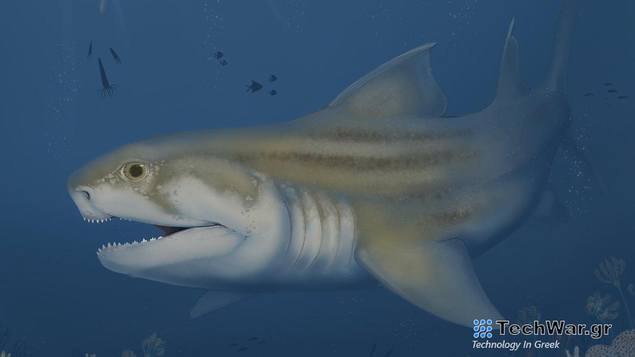 An illustration of an ancient shark called Glikmanius careforum swimming. It was about 10 to 12 feet long and had a powerful bite.