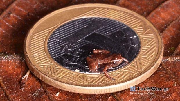 Αυτό το βατραχάκι είναι το μικρότερο σπονδυλωτό του κόσμου