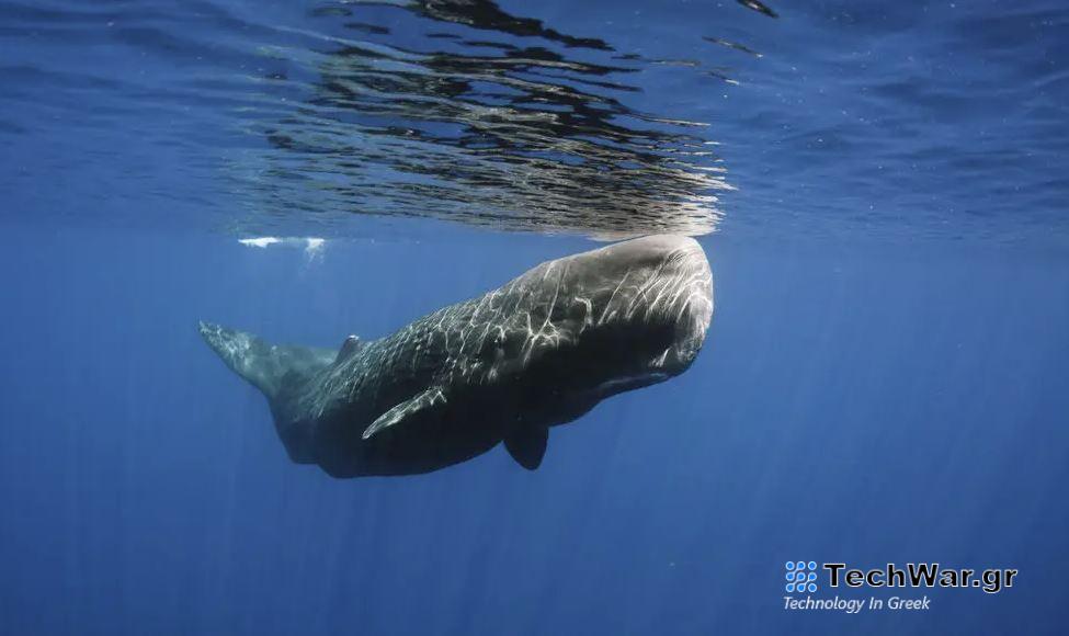 Μπορεί η ΑΙ να μάθει τη γλώσσα των φυσητήρων; Και τι θα τους λέγαμε;
