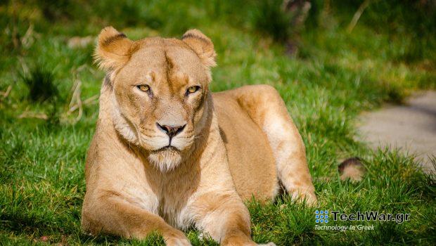 Πώς ένα μυρμήγκι νίκησε τα λιοντάρια της Αφρικής