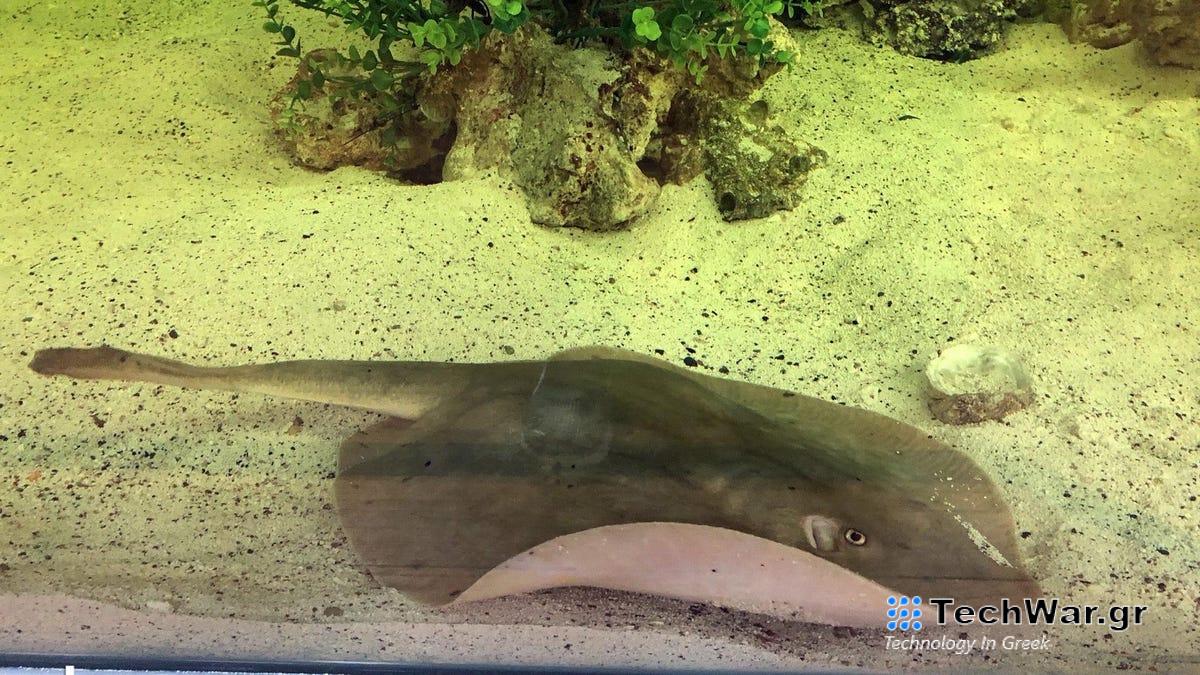 Λατρεύω τη Charlotte, την έγκυο Stingray που τα κάνει όλα μόνη της
