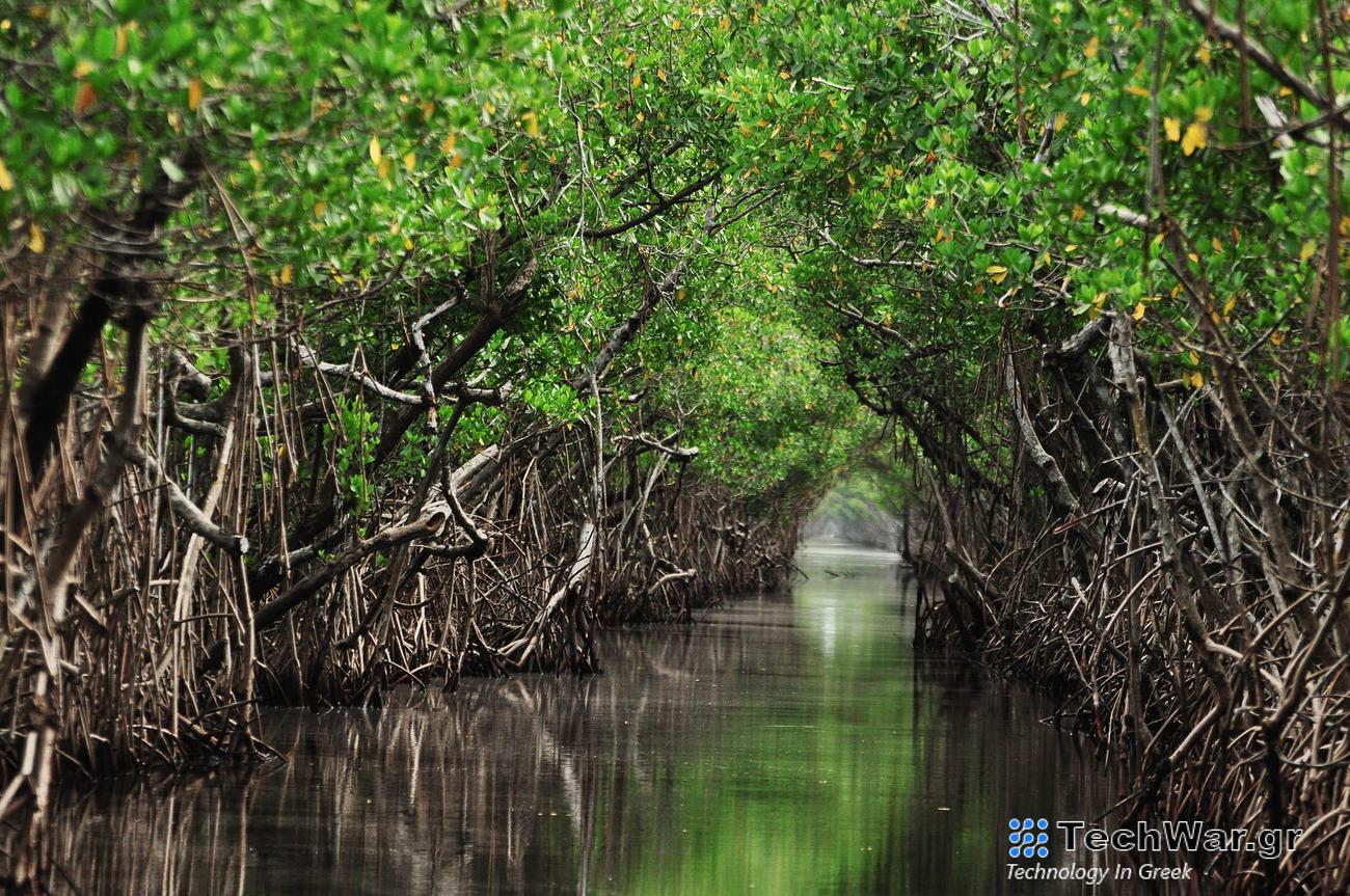 Η αποτελεσματικότητα των δέντρων μειώνεται καθώς το κλίμα θερμαίνεται, σύμφωνα με νέα έρευνα