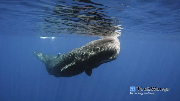 Μπορεί η ΑΙ να μάθει τη γλώσσα των φυσητήρων; Και τι θα τους λέγαμε;