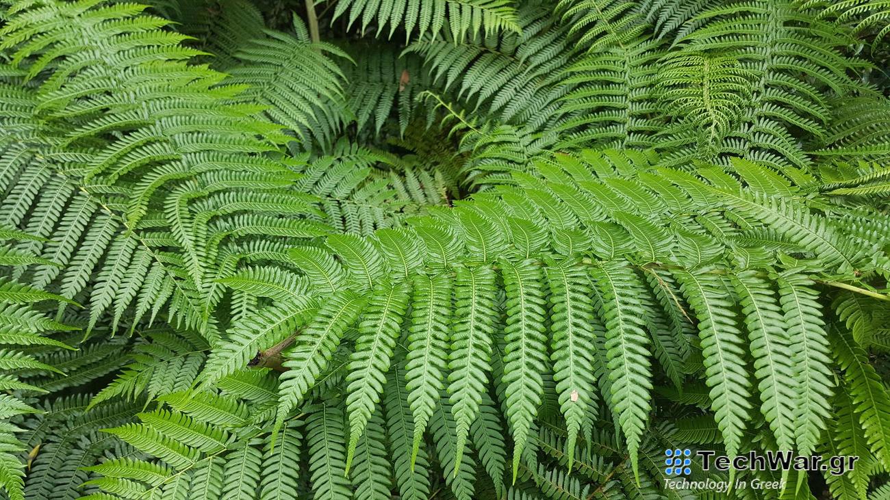 Η φτέρη ζόμπι μπορεί να δημιουργήσει νέα ζωή από τα νεκρά φύλλα της