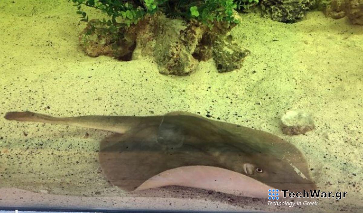 Το σαλάχι Σάρλοτ.