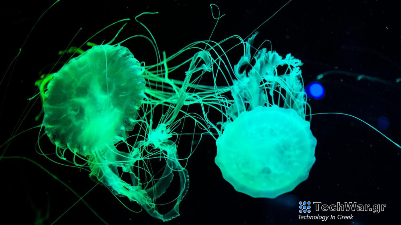 Jellyfish glowing green underwater