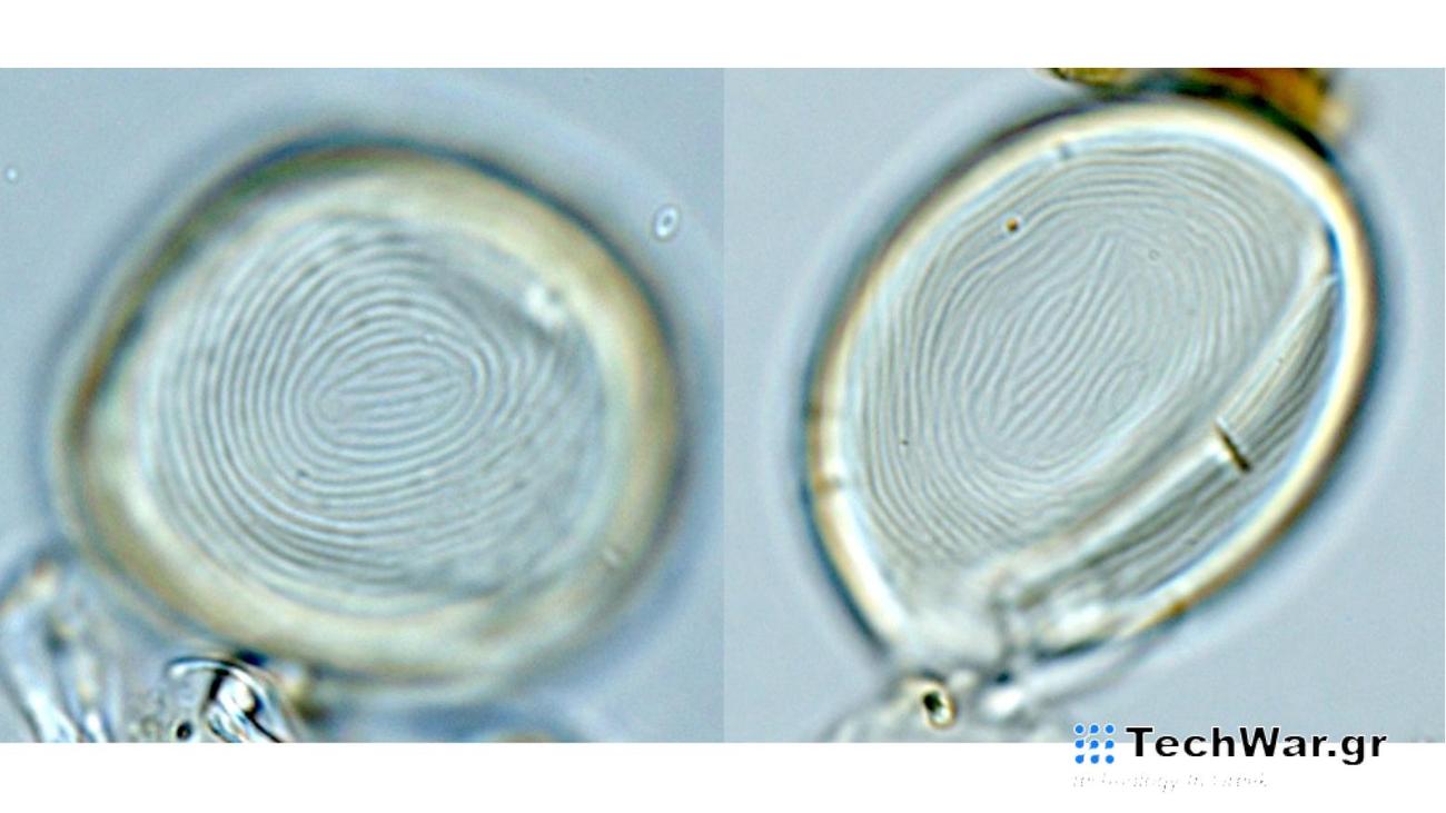 Μικροσκοπικός οργανισμός με συνεχή παρουσία 450 εκατ. χρόνων στη Γη