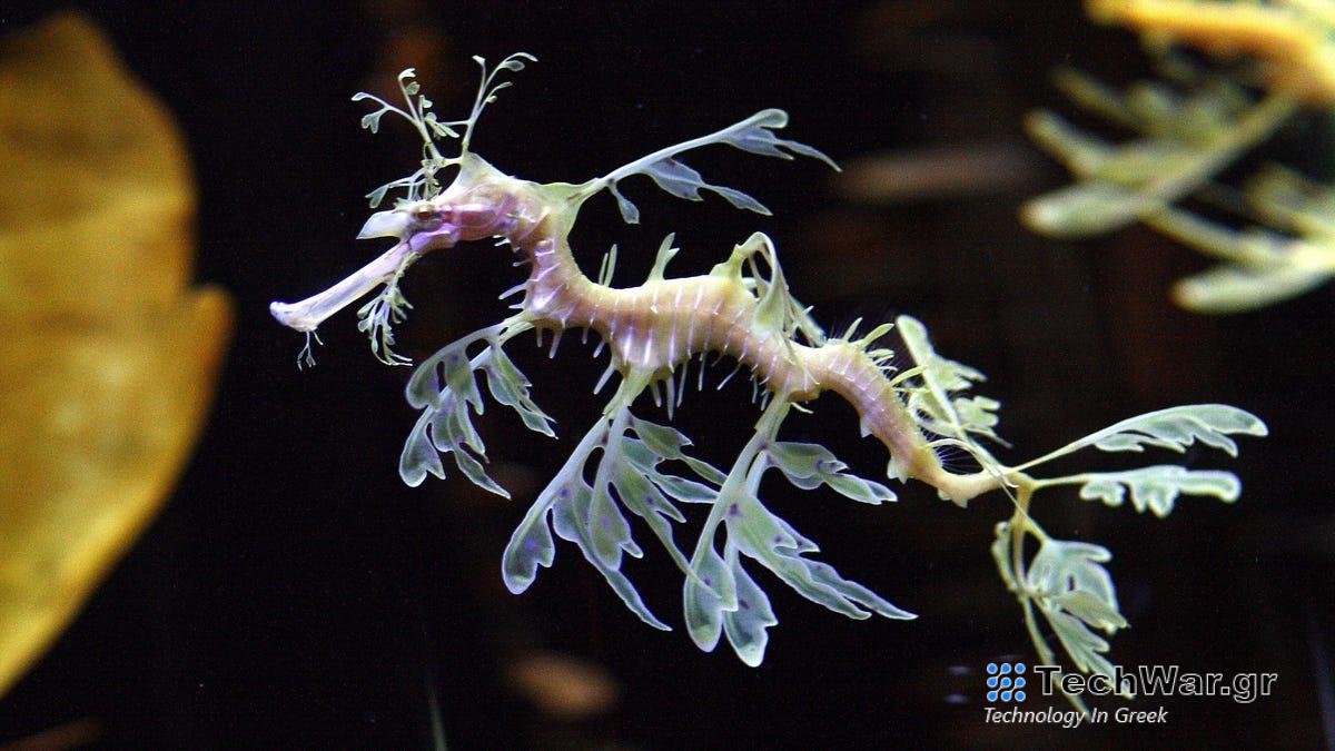 7 Τρόποι Εξέλιξης Πραγματικά Καρφωμένο Ζώο Καμουφλάζ