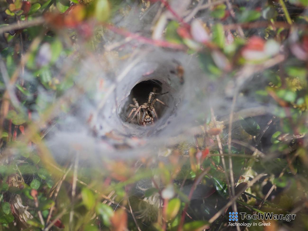 Οι ιστοί αράχνης πιάνουν περιβαλλοντικό DNA, διαπιστώνει νέα έρευνα