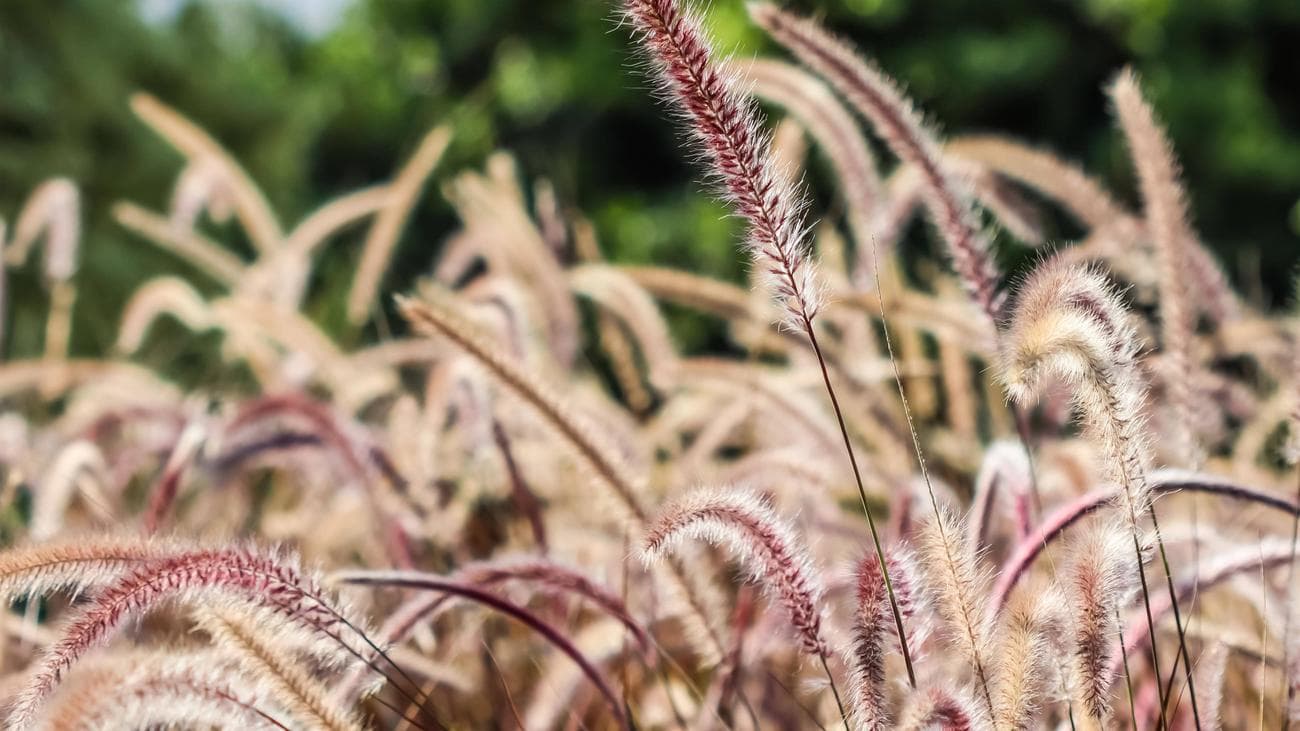 Μωβ γρασίδι συντριβάνι