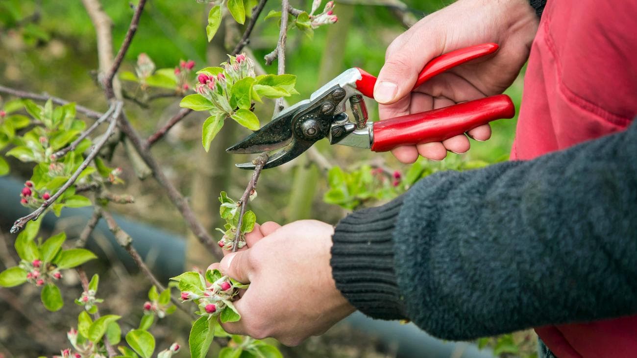 Ένας άντρας που κλαδεύει μια μηλιά στον κήπο