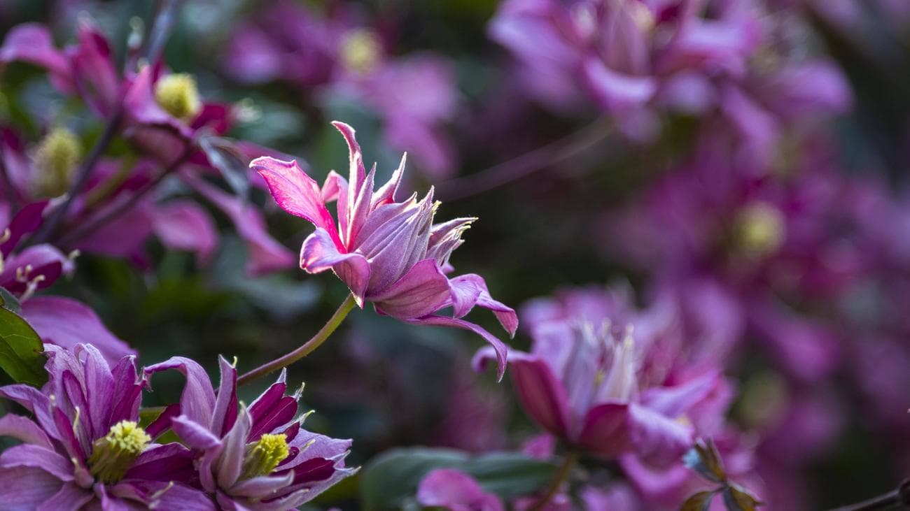 Ένα λουλούδι clematis
