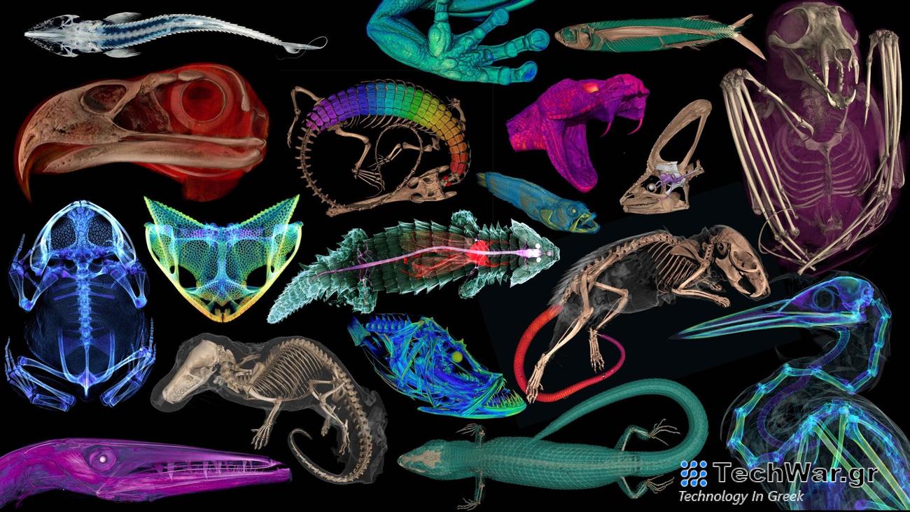 scans of the anatomy of different animals