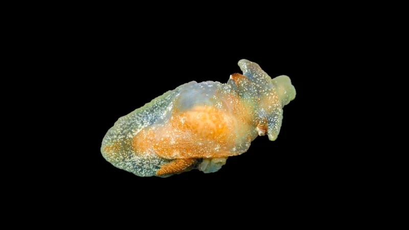 Βρέθηκε μυστηριώδες θαλάσσιο πλάσμα σε βρετανικά ύδατα