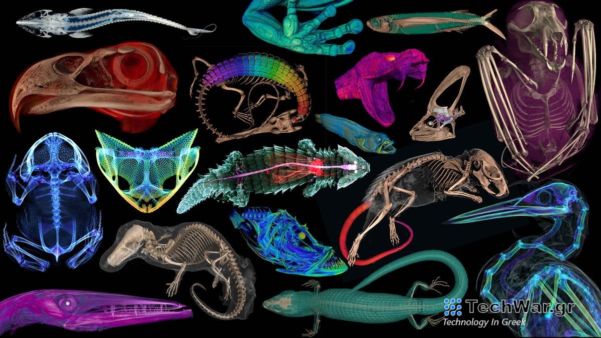 Δεν έχετε δει ποτέ ζώα να φαίνονται έτσι
