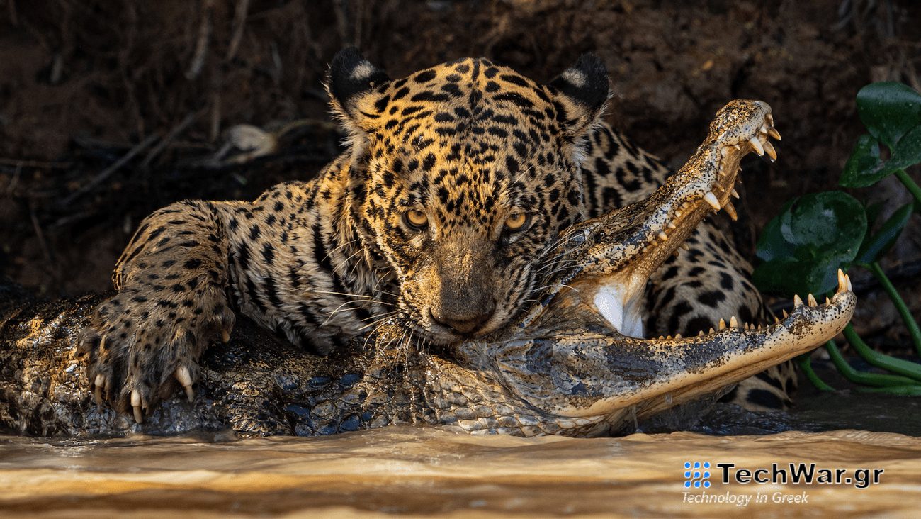 a jaguar bites the head of a caiman with its mouth open