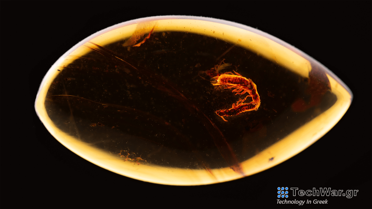 two termites trapped in an oval shaped bit of amber