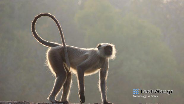 Πώς έχασαν οι άνθρωποι την ουρά τους; H απάντηση πηγαίνει 25 εκατ. χρόνια πίσω