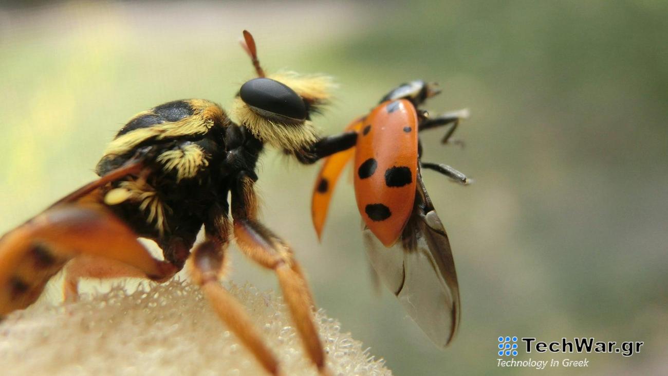 Robber fly using its proboscis to snare a ladybug.